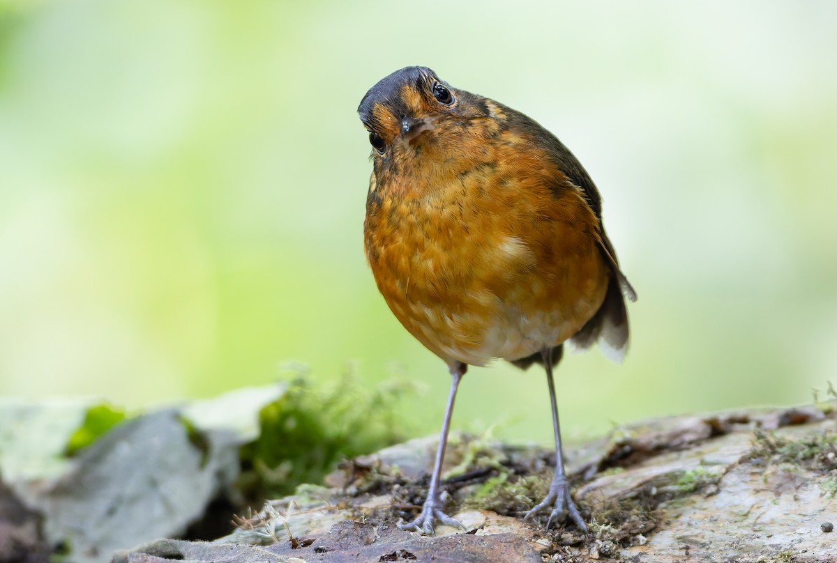 Slate-crowned Antpitta (Slate-crowned) - ML631554081