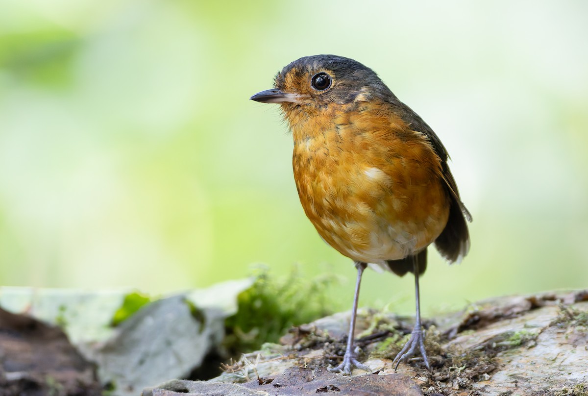 Slate-crowned Antpitta (Slate-crowned) - ML631554082