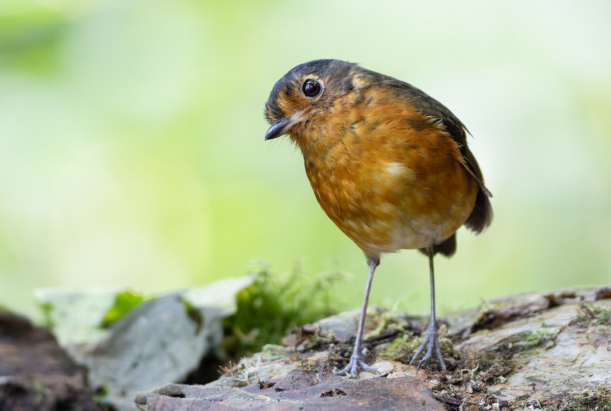 Slate-crowned Antpitta (Slate-crowned) - ML631554083