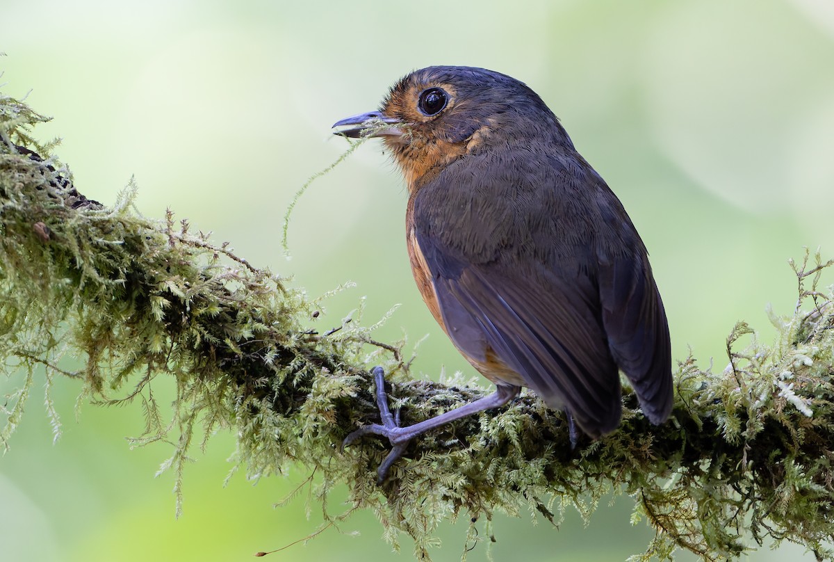 Slate-crowned Antpitta (Slate-crowned) - ML631554084