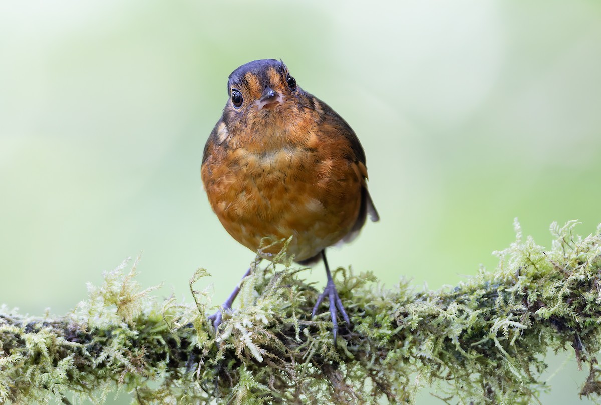 Slate-crowned Antpitta (Slate-crowned) - ML631554085
