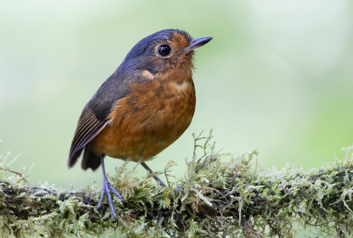 Slate-crowned Antpitta (Slate-crowned) - ML631554086