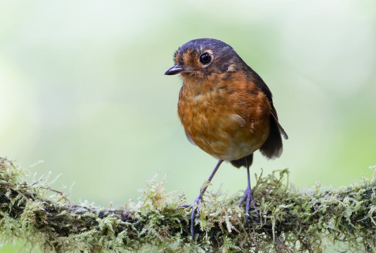Slate-crowned Antpitta (Slate-crowned) - ML631554087