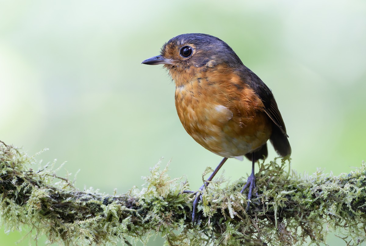 Slate-crowned Antpitta (Slate-crowned) - ML631554088