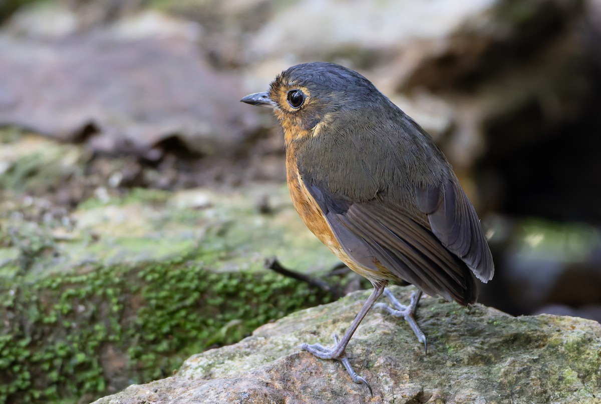 Slate-crowned Antpitta (Slate-crowned) - ML631554089