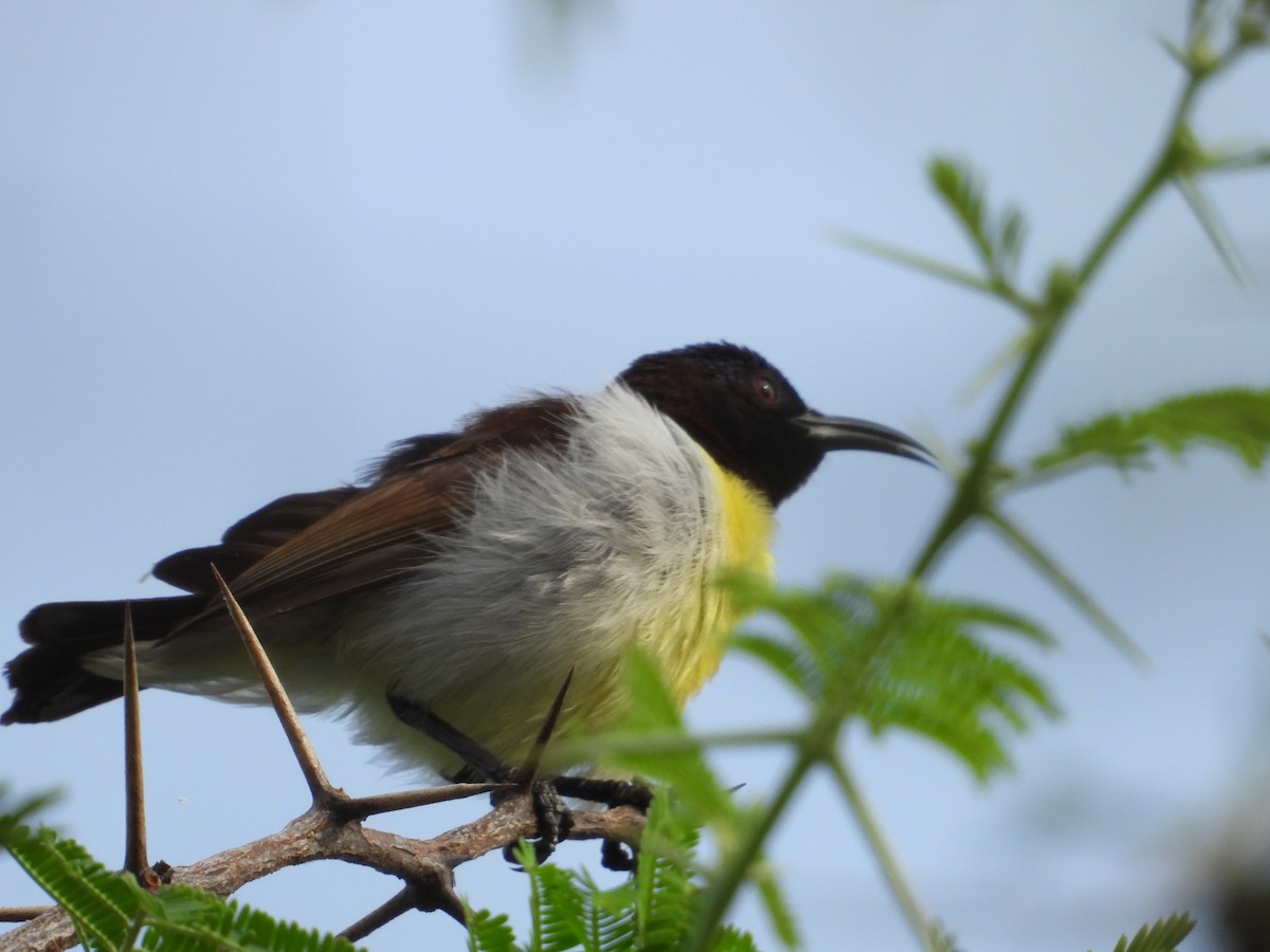 Purple-rumped Sunbird - ML631554130