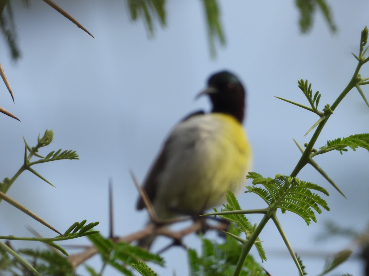 Purple-rumped Sunbird - ML631554132