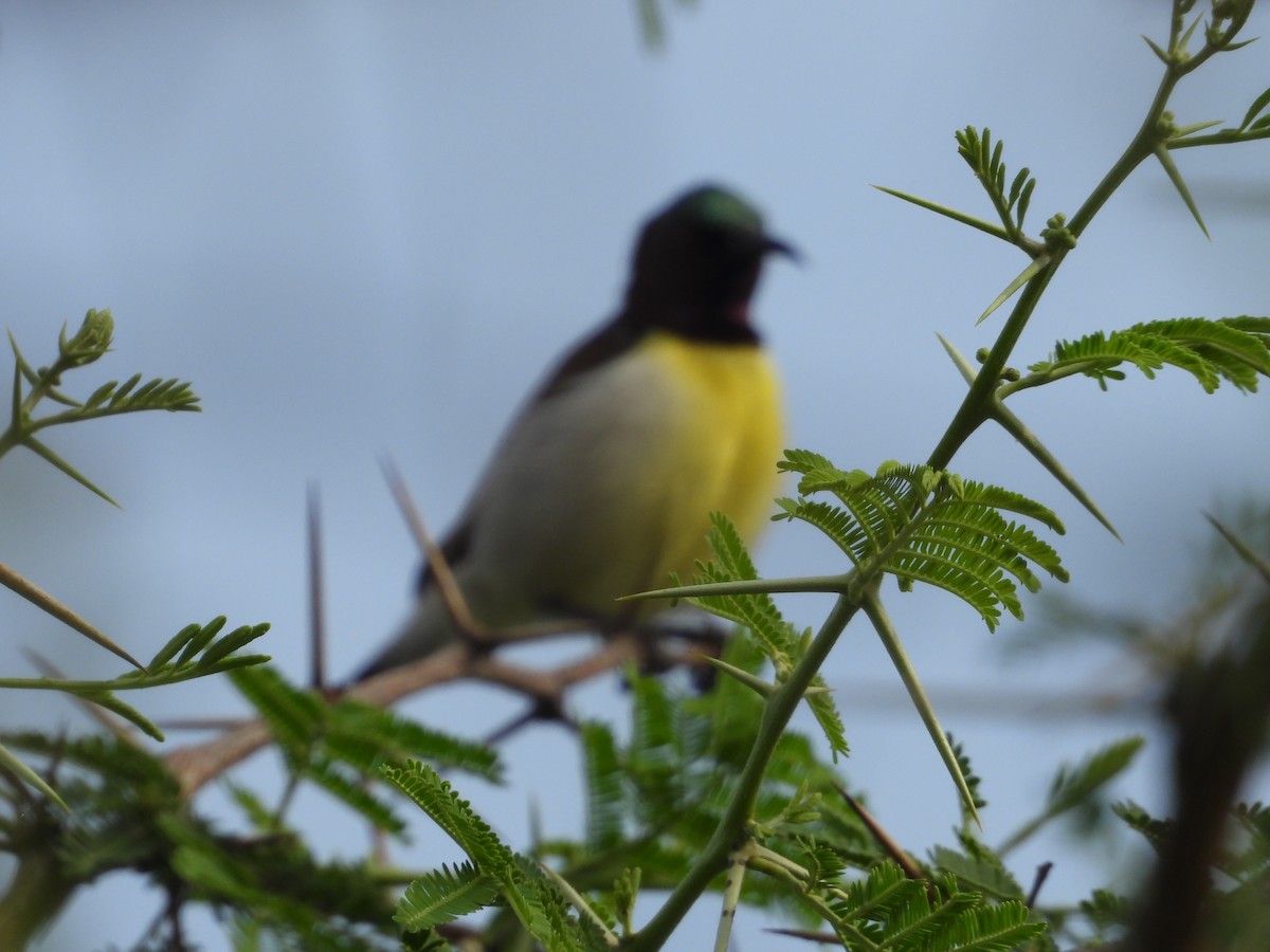 Purple-rumped Sunbird - ML631554133