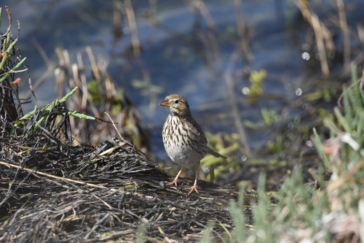 Savannah Sparrow (Large-billed) - ML631554361