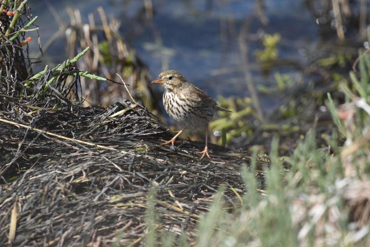 Savannah Sparrow (Large-billed) - ML631554362