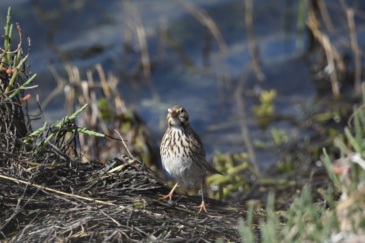 Savannah Sparrow (Large-billed) - ML631554363