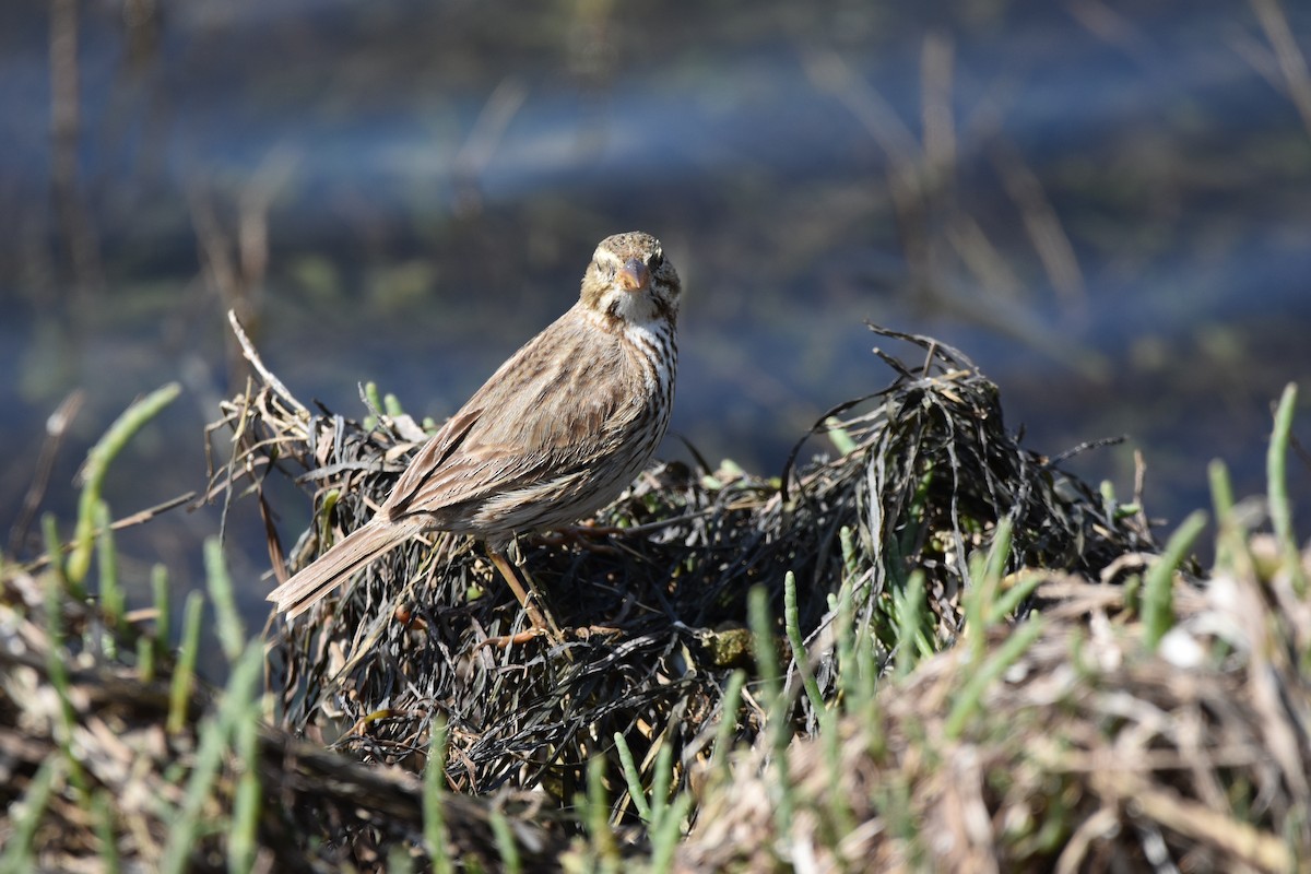 Savannah Sparrow (Large-billed) - ML631554364