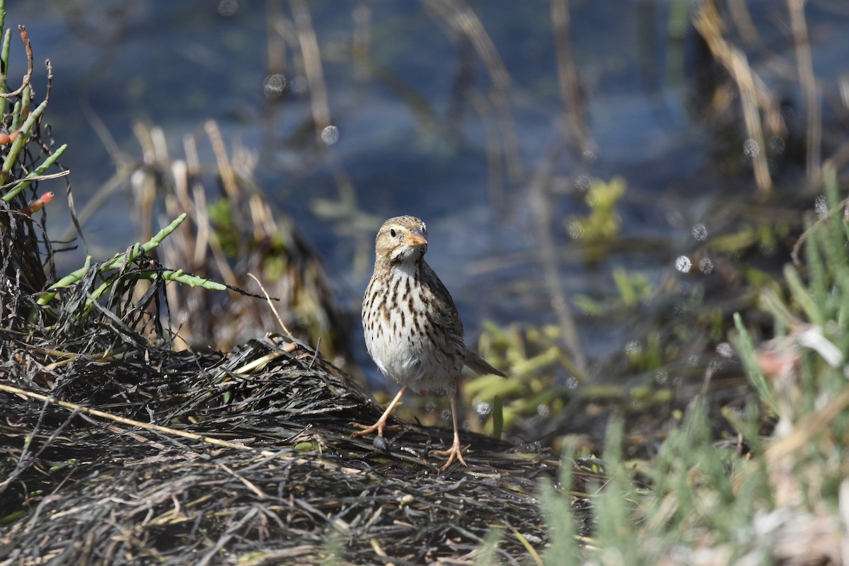 Savannah Sparrow (Large-billed) - ML631554365