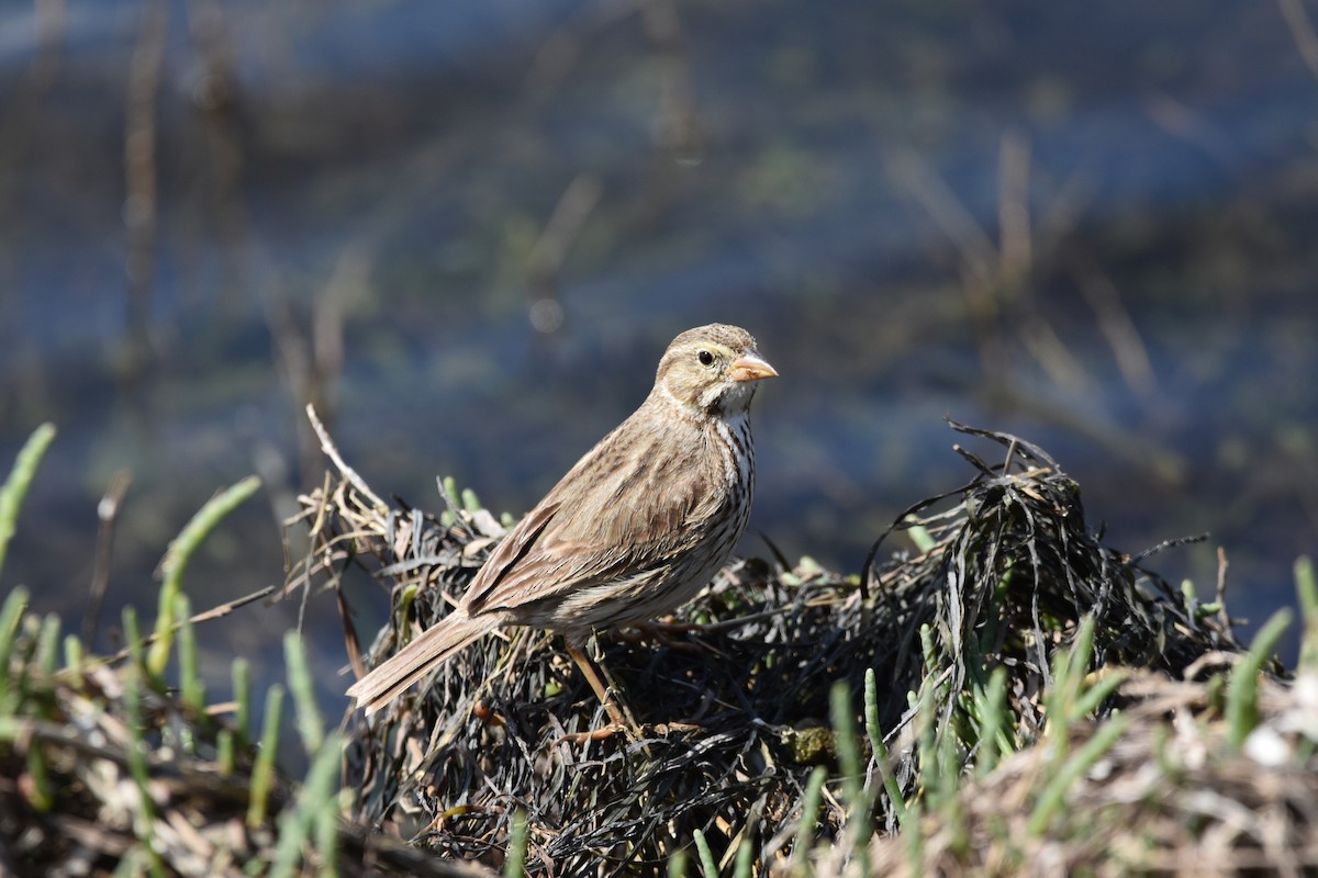 Savannah Sparrow (Large-billed) - ML631554366