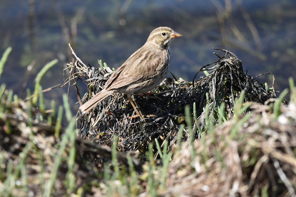 Savannah Sparrow (Large-billed) - ML631554367