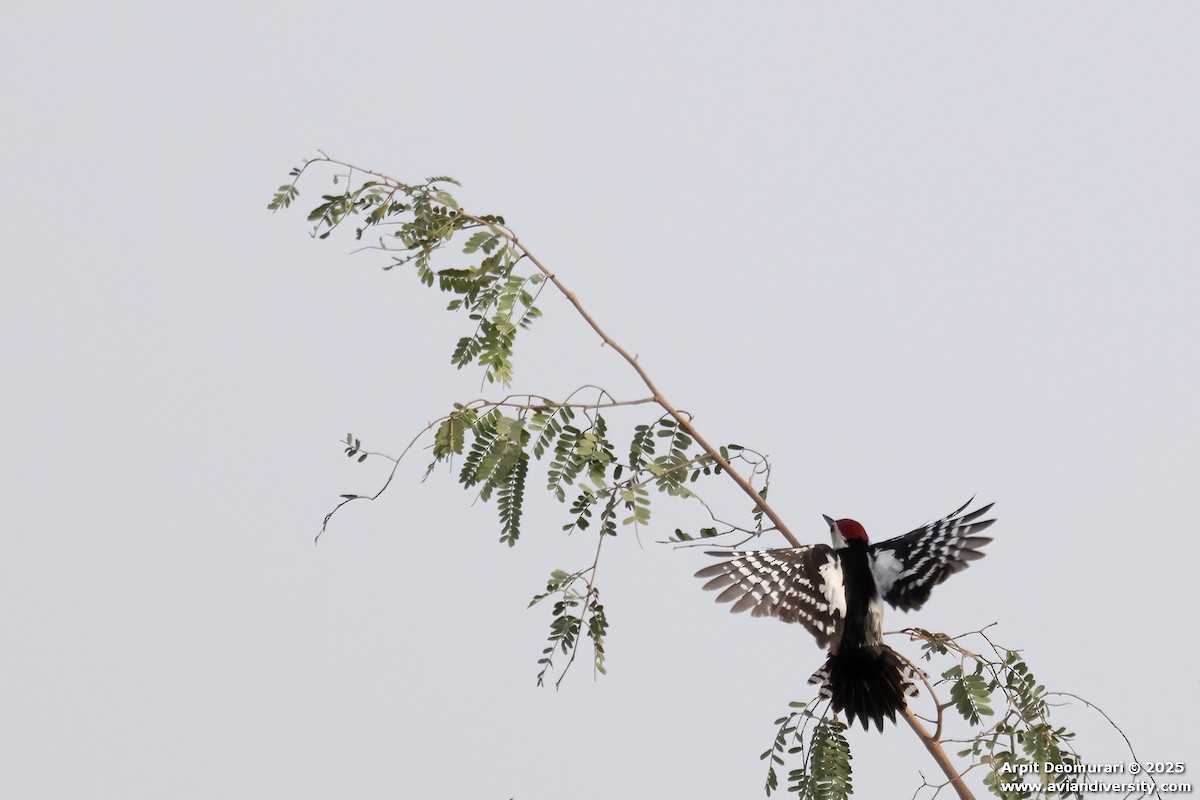 Sind Woodpecker - ML631554387