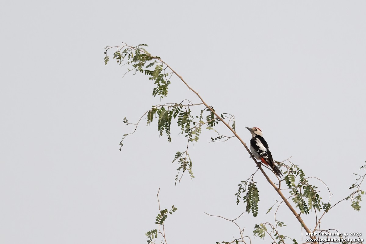 Sind Woodpecker - ML631554388