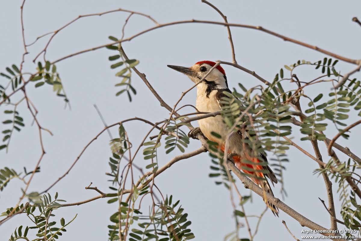 Sind Woodpecker - ML631554389