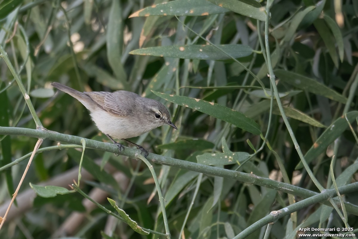 Pouillot modeste - ML631554418