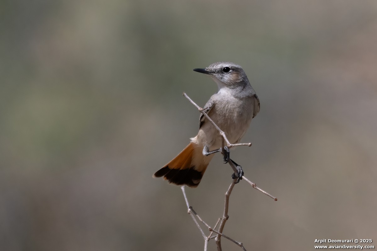 Traquet à queue rousse - ML631554446