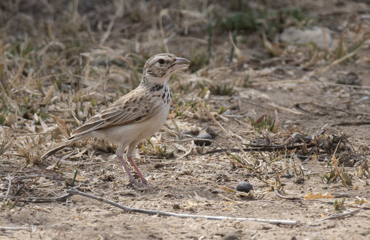 Indian Bushlark - ML631554454