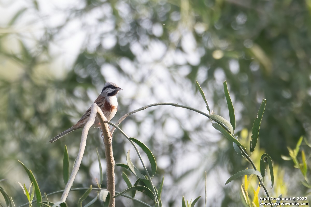 Bruant de Stewart - ML631554472