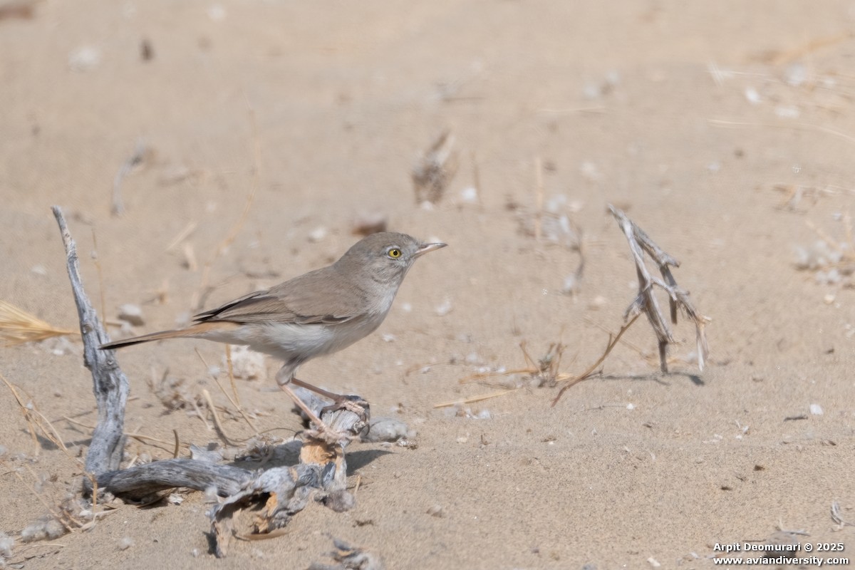 Fauvette naine - ML631554502