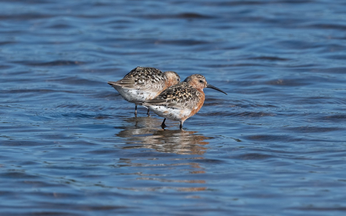 Curlew Sandpiper - ML631554518