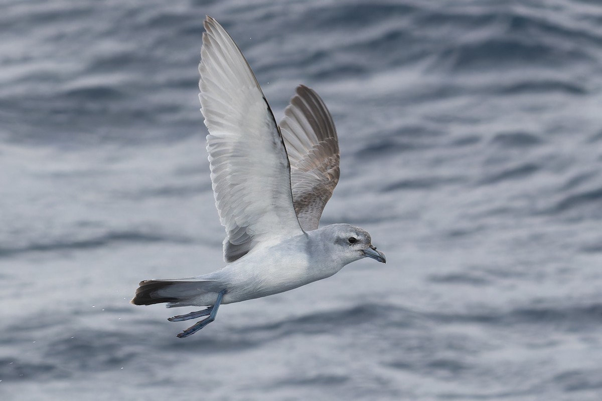 Fulmar Prion - ML631554520
