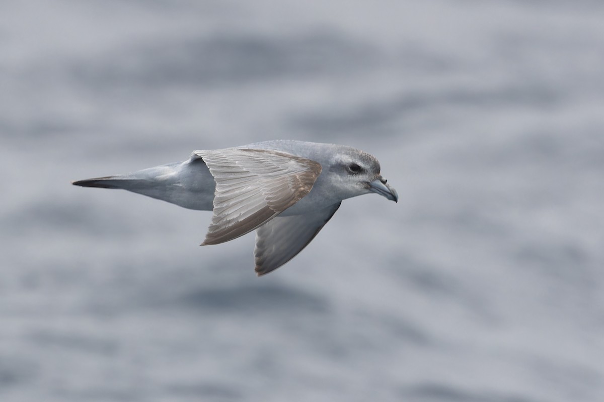 Fulmar Prion - ML631554523