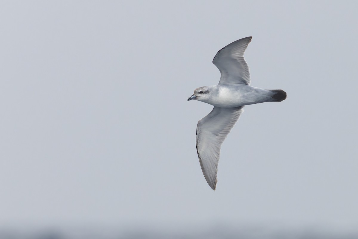 Fulmar Prion - ML631554526