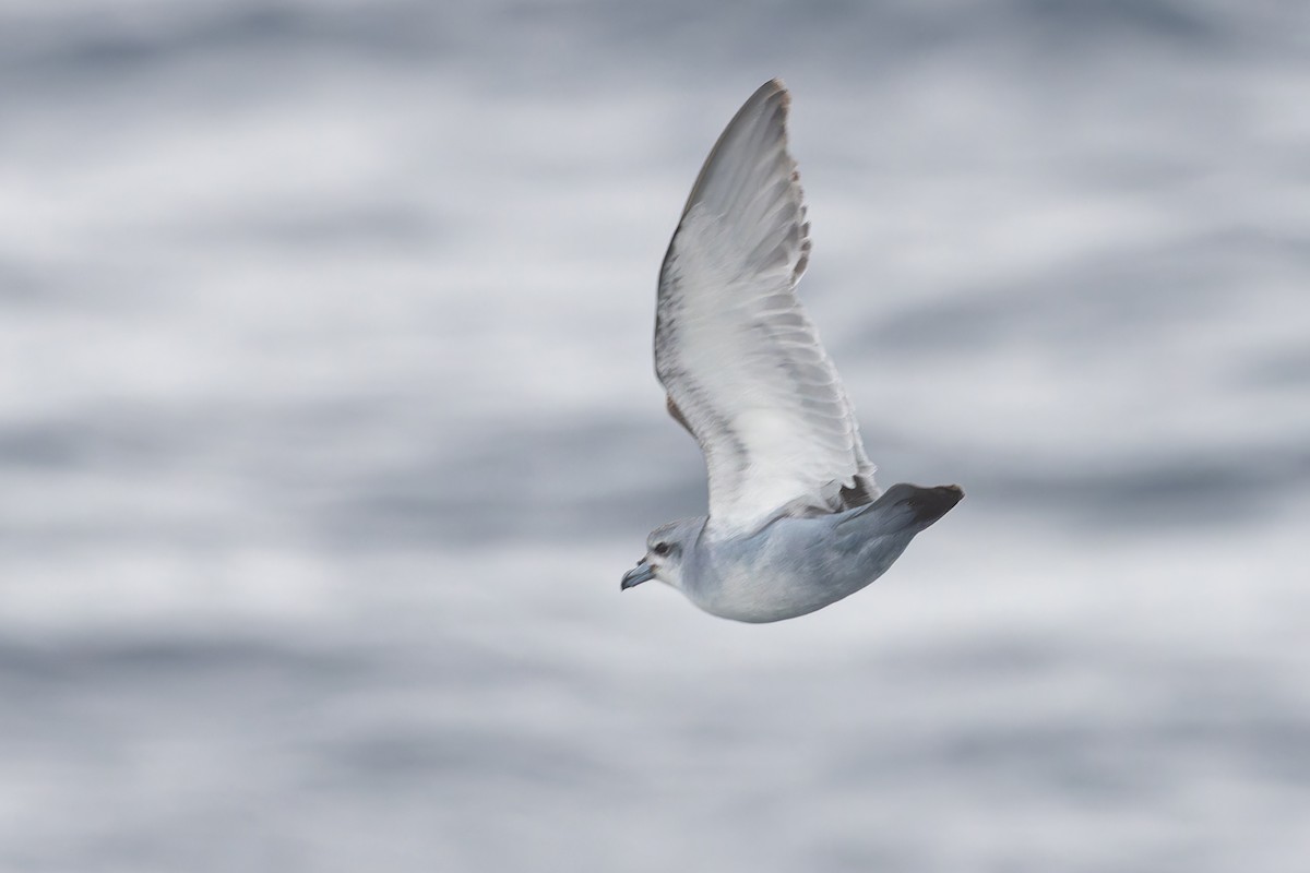 Fulmar Prion - ML631554528