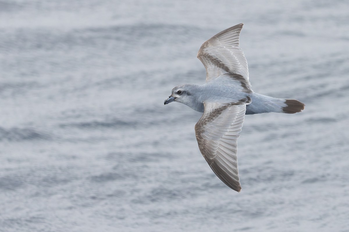 Fulmar Prion - ML631554529