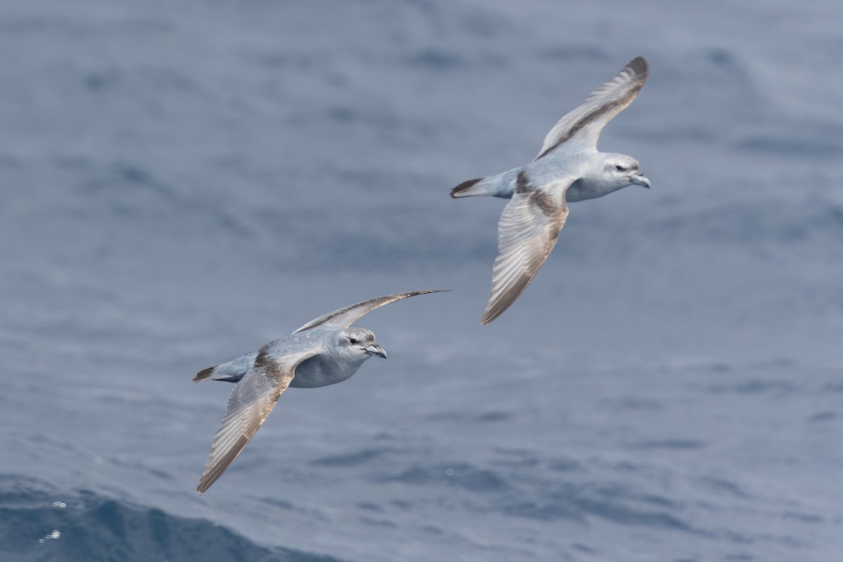 Fulmar Prion - ML631554530