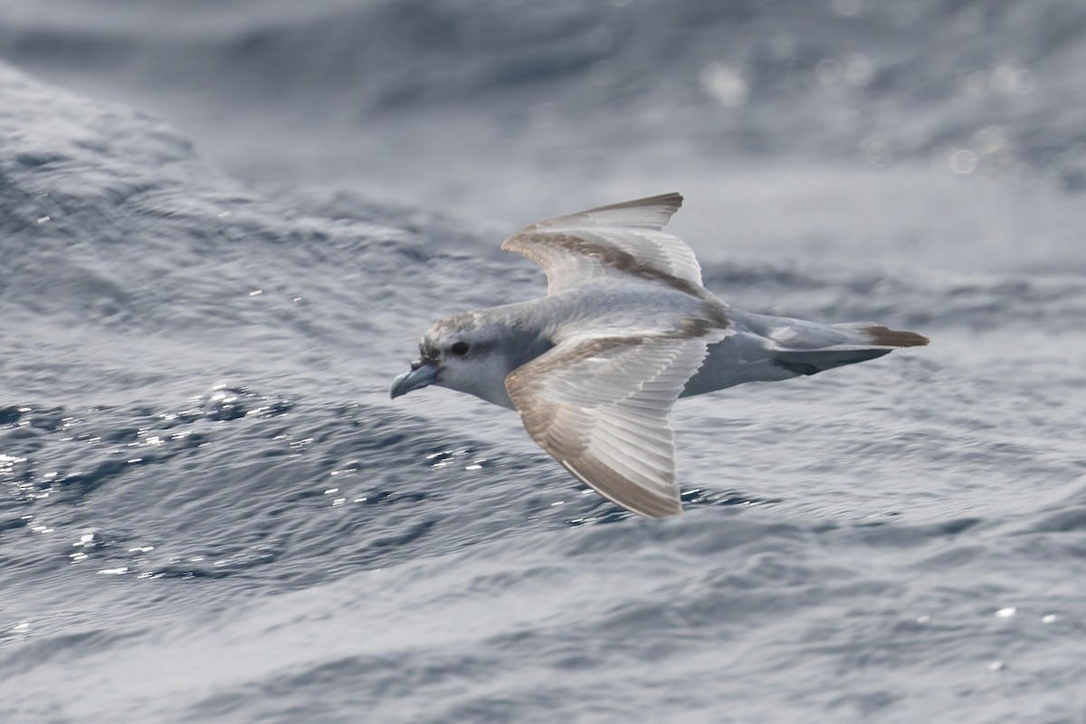 Fulmar Prion - ML631554533