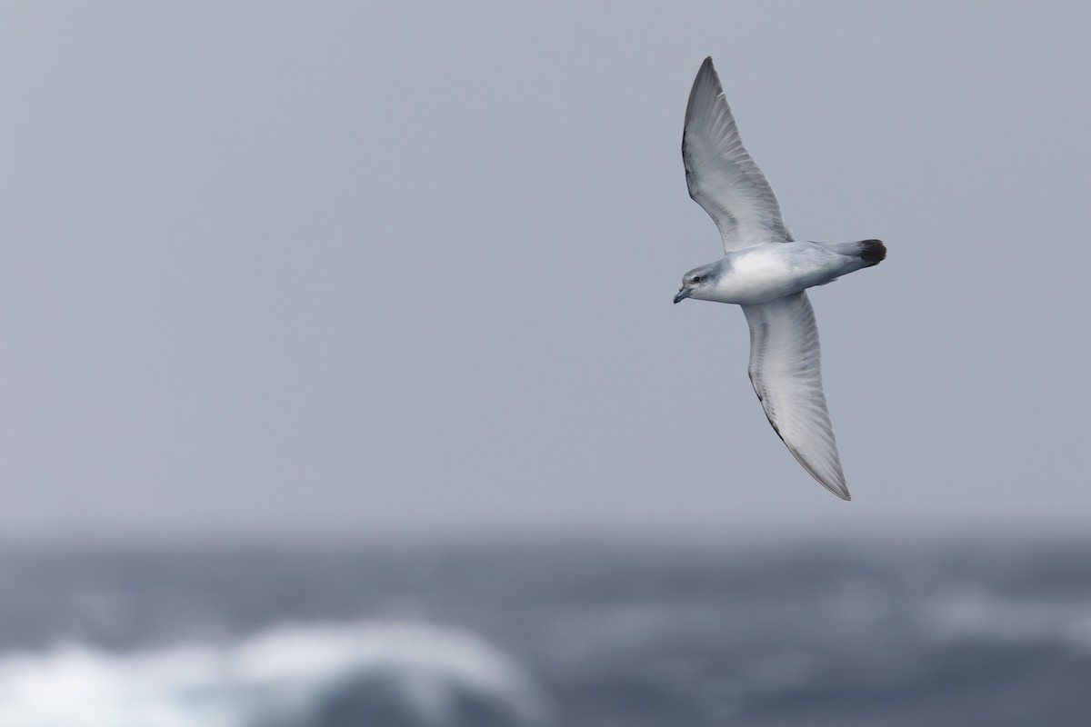 Fulmar Prion - ML631554534