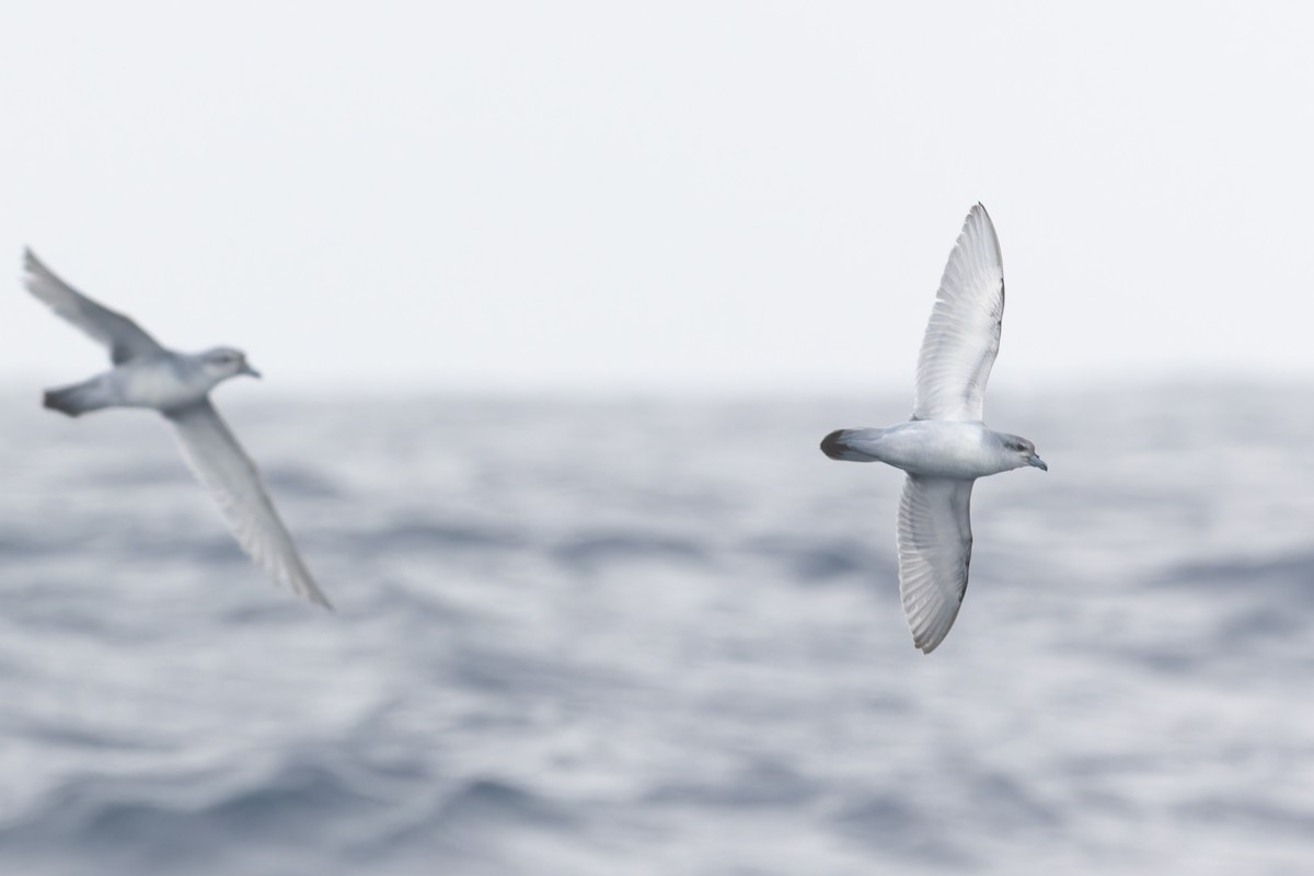 Fulmar Prion - ML631554535