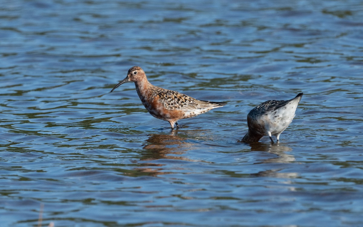 Curlew Sandpiper - ML631554538