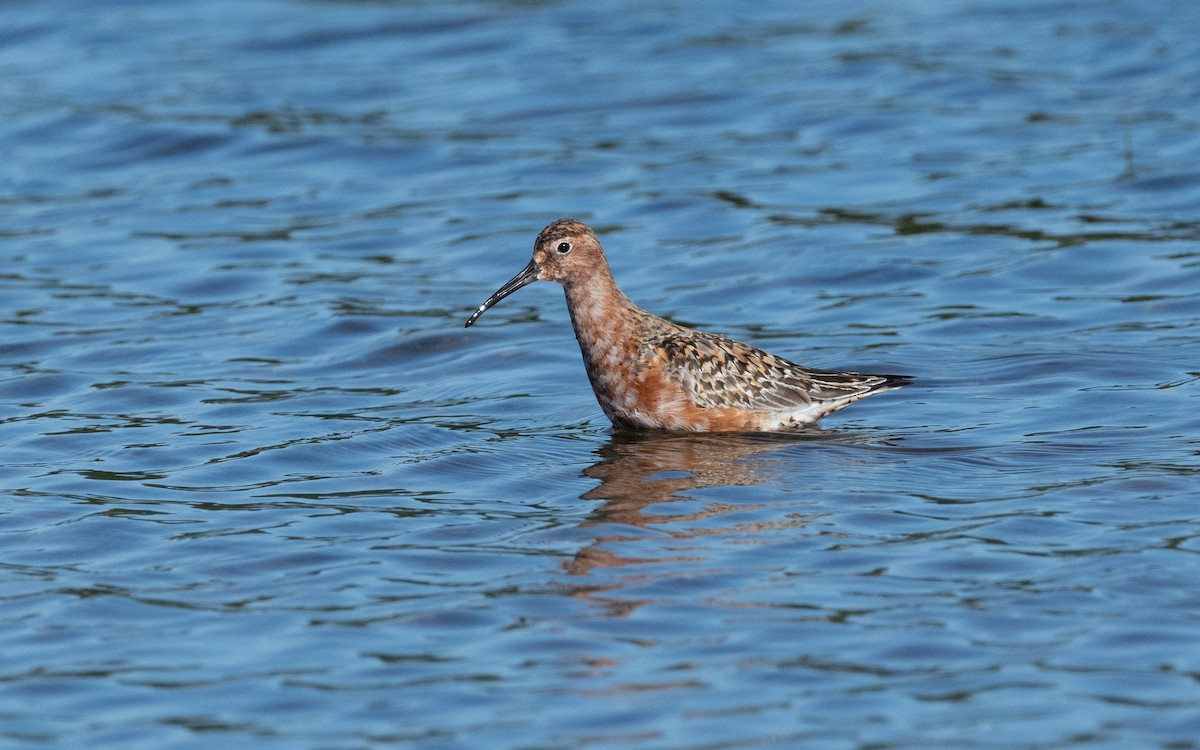 Curlew Sandpiper - ML631554546