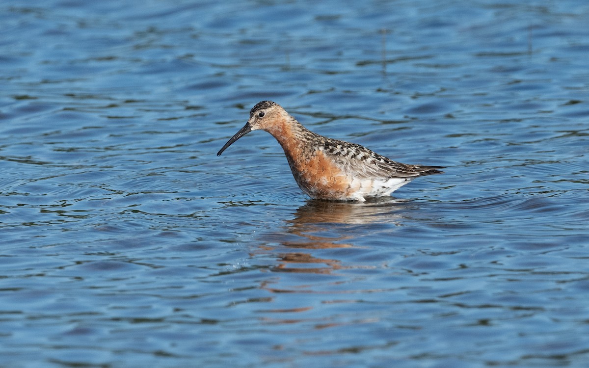 Curlew Sandpiper - ML631554547