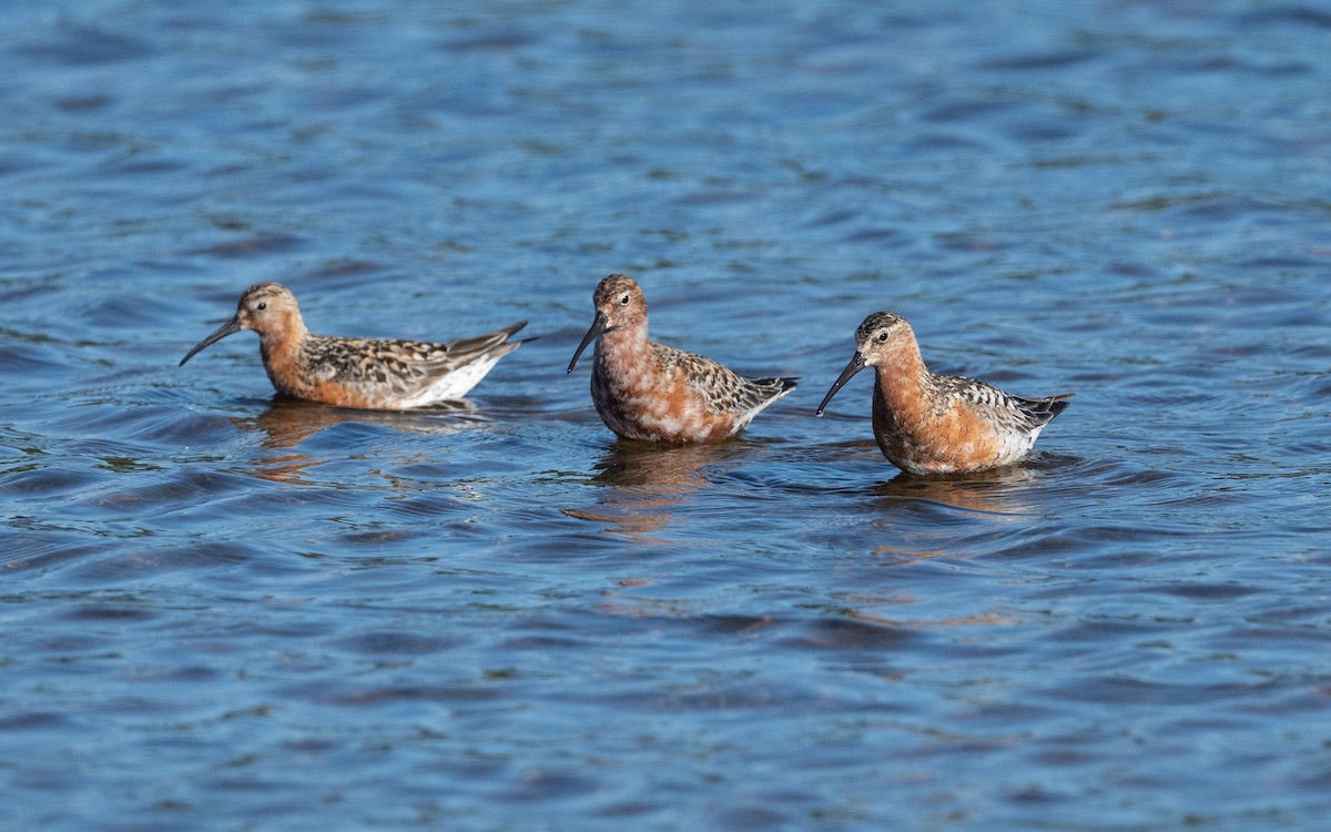 Curlew Sandpiper - ML631554548