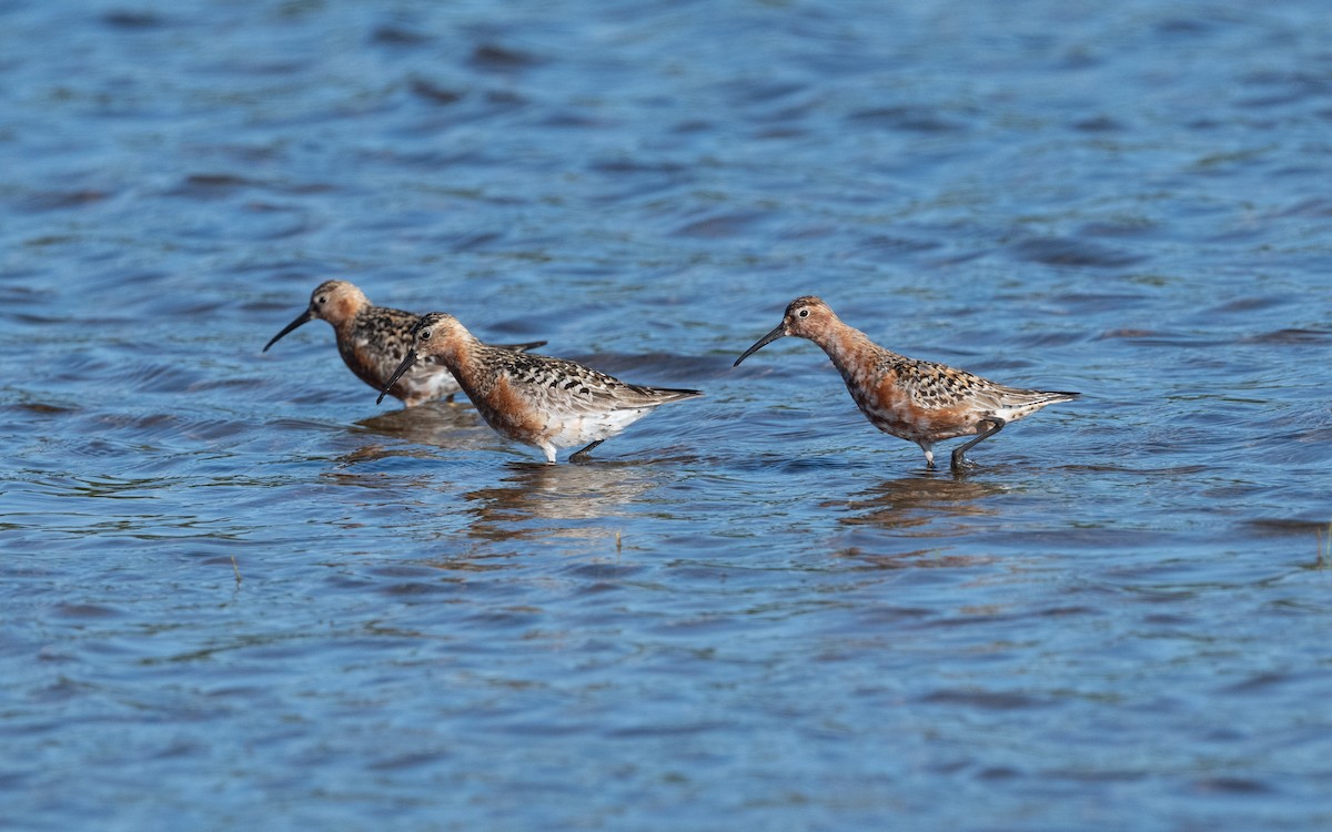 Curlew Sandpiper - ML631554549