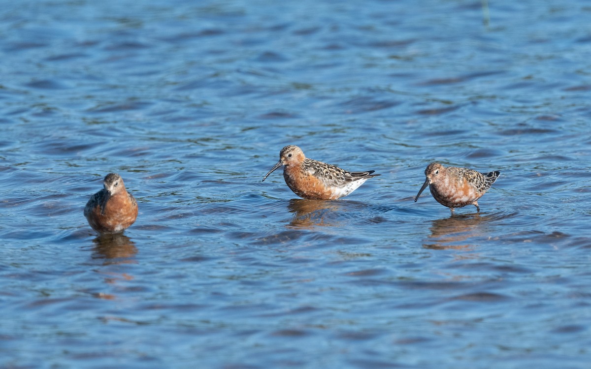 Curlew Sandpiper - ML631554550