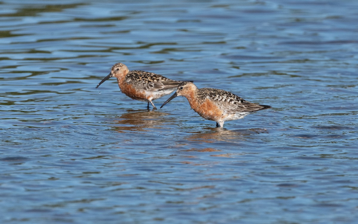 Curlew Sandpiper - ML631554551