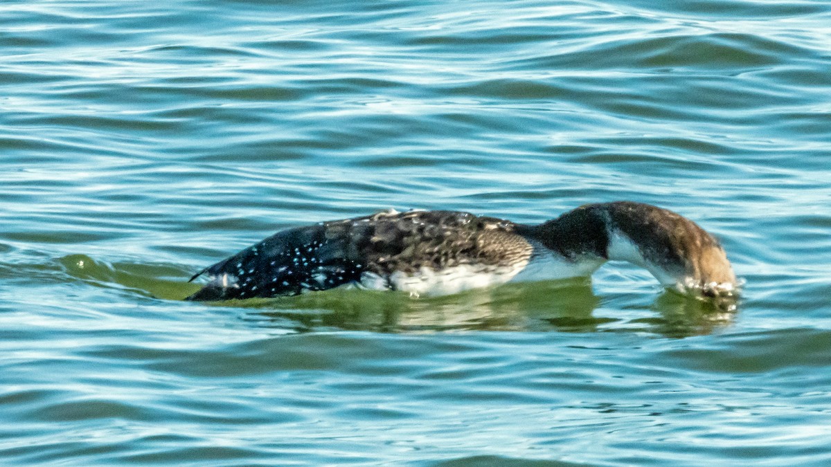 Eistaucher - ML631554847