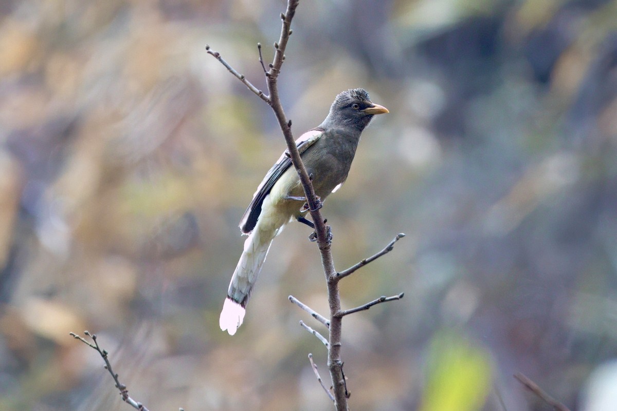White-winged Magpie - ML631554904