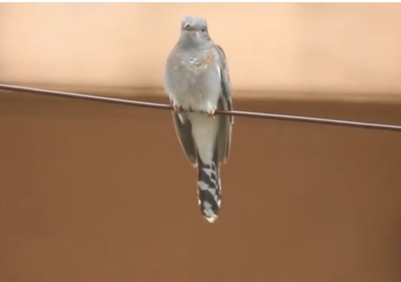 Gray-bellied Cuckoo - ML631555004