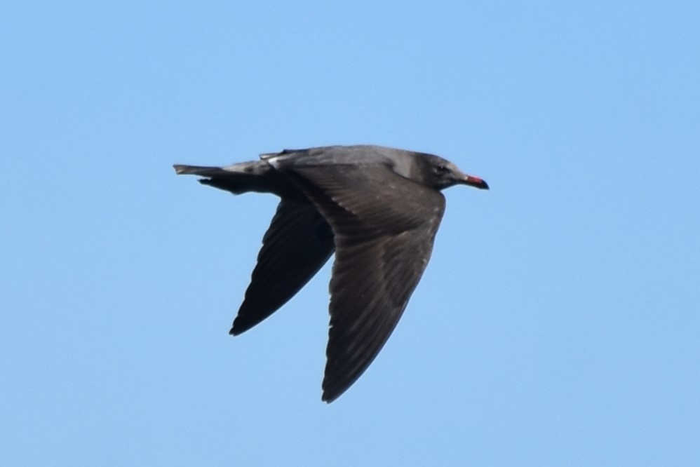 Heermann's Gull - ML631555029