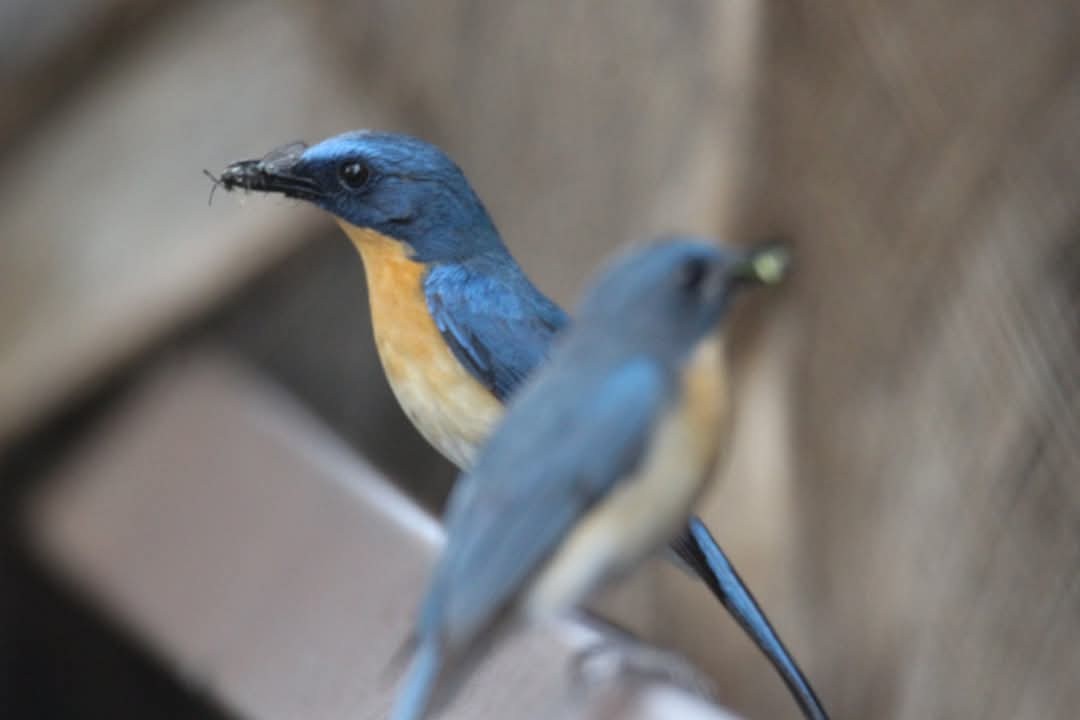 Tickell's Blue Flycatcher - ML631555144