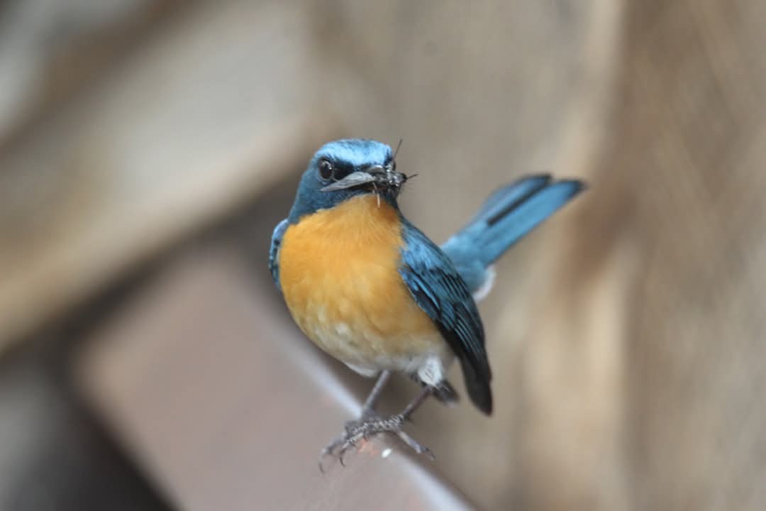 Tickell's Blue Flycatcher - ML631555145